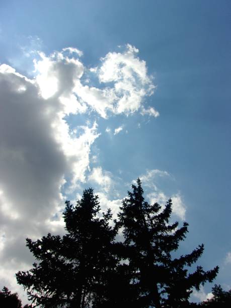 istock Twin pines on a blue cloudy sky background 818963278
