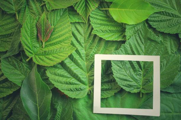 istock Creative layout made of flowers and leaves with paper card note. Flat lay 818967888