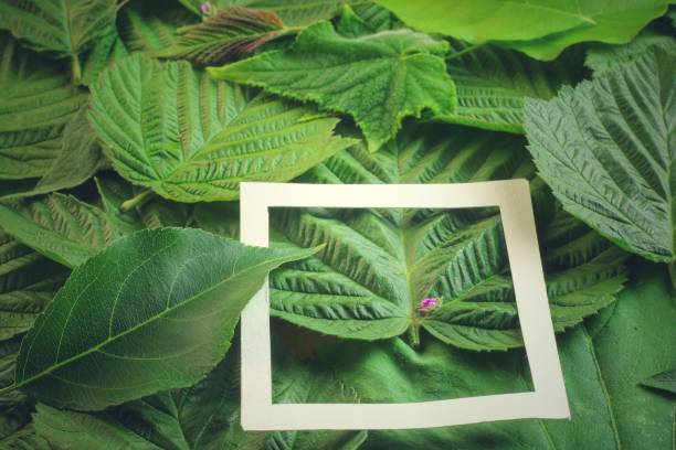istock Creative layout made of flowers and leaves with paper card note. Flat lay 818972020