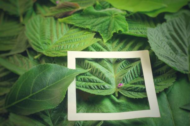 istock Creative layout made of flowers and leaves with paper card note. Flat lay 818974156