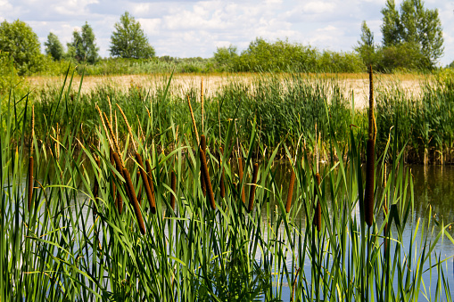 Cattails growing in the rich soil of the marsh. Many birds will make their home in the tall cattails. This will offer them protection at this bird sanctuary near Anchorage, Alaska. Potter’s marsh is a great Day trip for seeing birds and fauna.