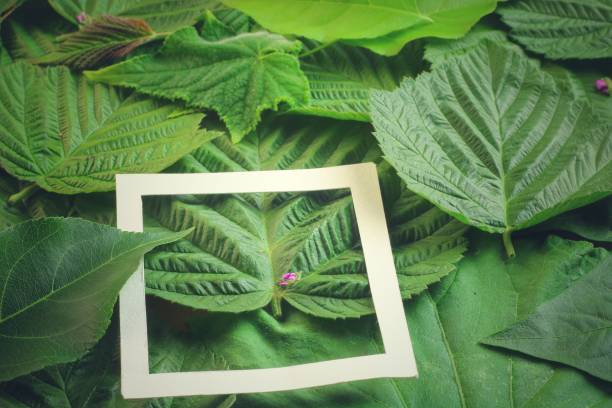 istock Creative layout made of flowers and leaves with paper card note. Flat lay 818975452