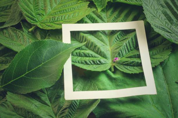istock Creative layout made of flowers and leaves with paper card note. Flat lay 818976520