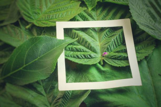 istock Creative layout made of flowers and leaves with paper card note. Flat lay 818977136