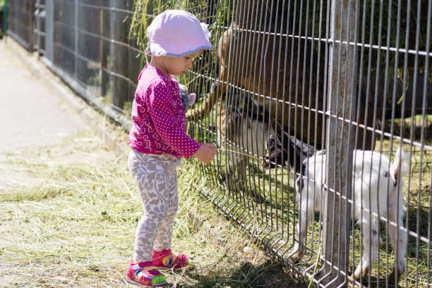 istock girl is feeding goat 818983400
