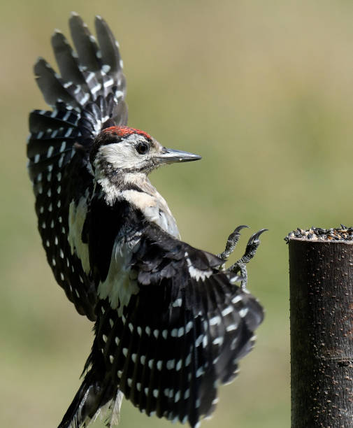 istock Juvenile Great Spotted Woodpecker 818984352