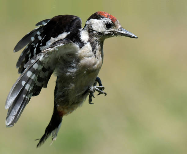 istock Juvenile Great Spotted Woodpecker 818986272