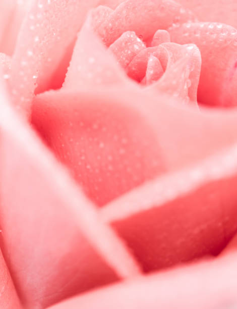 istock Beautiful pink rose flower 818993742