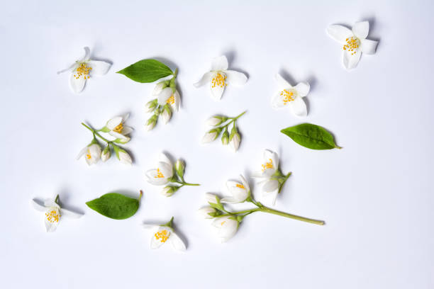 istock Set of jasmine flowers on white background 819003816