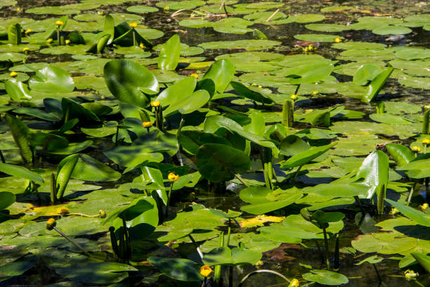 istock Yellow water flowers (Nuphar Lutea) 819013718