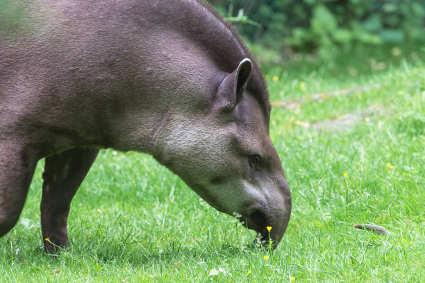 Tapir, Tapirus Tapir, Tapirus, head, profile prehensile tail stock pictures, royalty-free photos & images