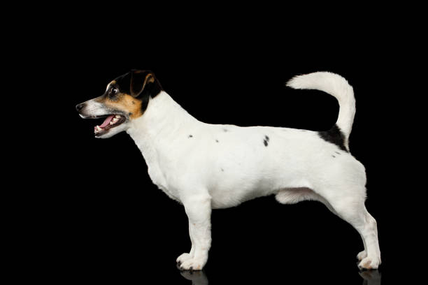 istock Jack Russell Terrier Dog on Black background 819034798