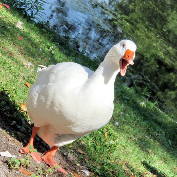 istock Toronto Lake The White Goose isolated 2016 819041012