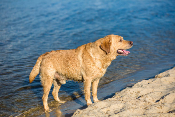 istock Labrador retriever dog on beach 819051638