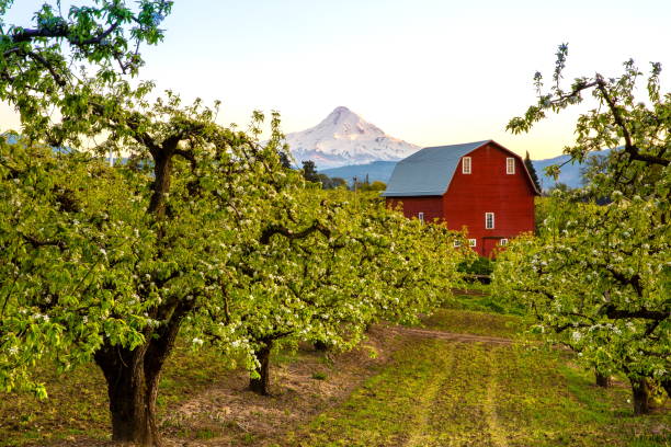 Red Barn in Pear Orchard, Oregon Hood Valley, Oregon State, April 10 2016 : Pear tree blooming and View of barn and mount hood from pear orchard in Oregon, USA oregon barn farm mt hood stock pictures, royalty-free photos & images