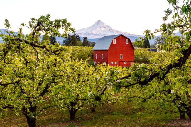 Red Barn in Pear Orchard, Oregon Hood Valley, Oregon State, April 10 2016 : Pear tree blooming and View of barn and mount hood from pear orchard in Oregon, USA oregon barn farm mt hood stock pictures, royalty-free photos & images