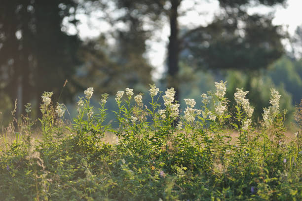 Champ de gazon - Photo