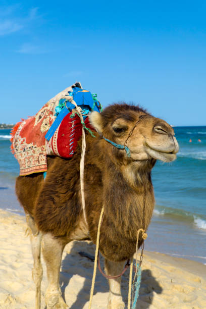 istock Dromedary with saddle on mediterranean beach of Tunisia 819092894