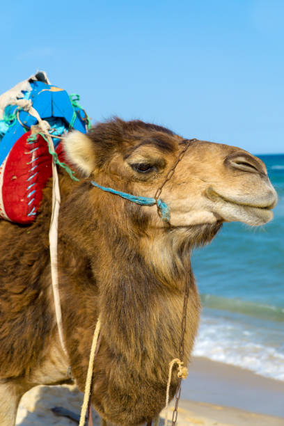istock A dromedary with saddle for riding on the beach of Tunisia 819094176