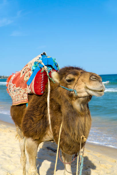 istock A dromedary with saddle for riding on the beach of Tunisia 819097396