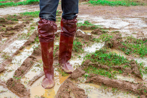 istock Mud, Dirt, Ornamental Garden, Gardening, Shadow 819112046