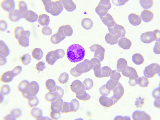 白の血液細胞 - blood cell formation ストックフォトと画像