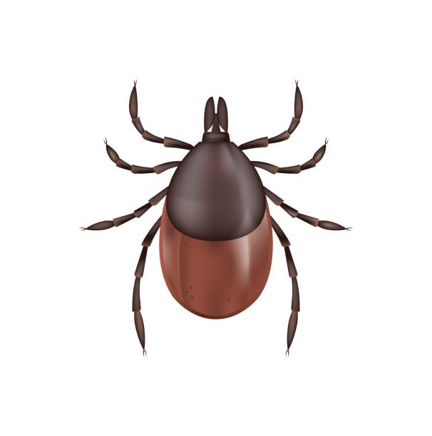 Deer Tick Isolated on White Illustration A photo realistic illustration of a deer tick isolated on a white background. Vector EPS 10 available. insect stock illustrations