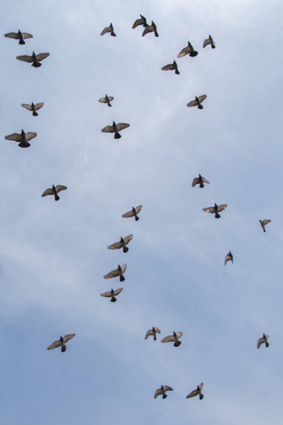 istock Flock of birds fly in  blue sky 819133224