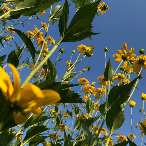 istock Flower Garden with False Sunflowers 819147534