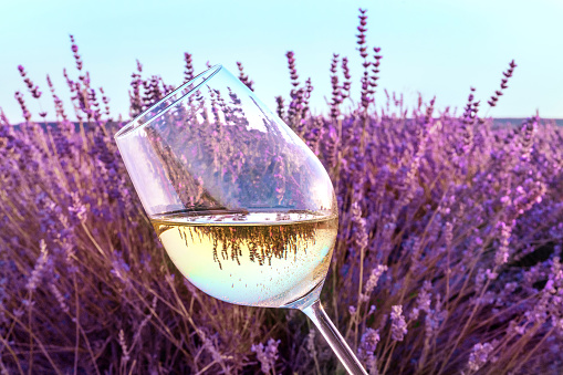 Glass of white wine in lavender field
