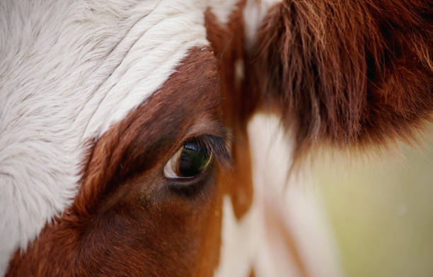 istock Big beautiful eye red purebred cow 819163764