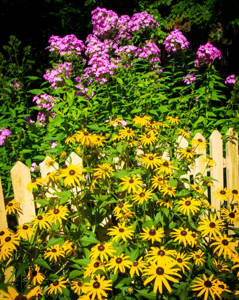 istock Yellow Picket Fence with Flowers 819175446