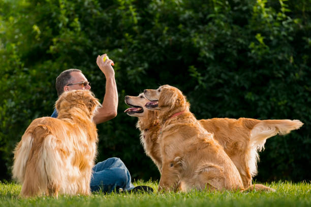 istock Man playing fetch with his dogs at sunset 819178120