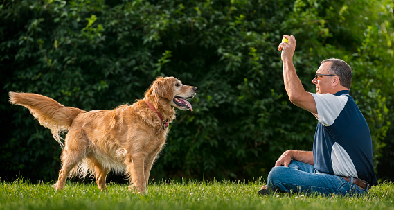 A middle aged Caucasian man sitting in the grass playing fetch with his Golden Retriever at sunset. This setting could be his back yard or at a public park