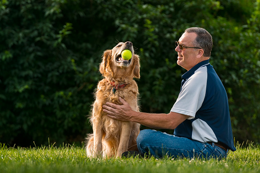 A middle aged Caucasian man sitting in the grass petting with his Golden Retriever as the dog holds his tennis ball in his mouth at sunset. This setting could be his back yard or at a public park.