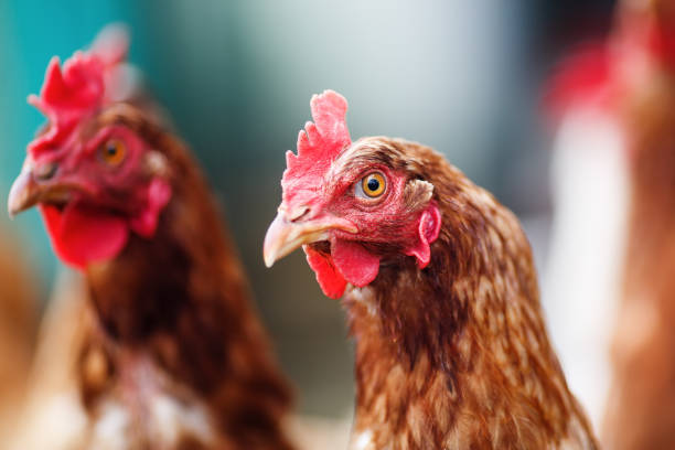 istock Chickens in henhouse 819198186