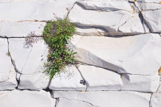 istock coastline stone detail 819209386