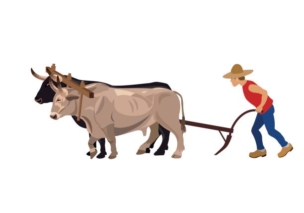 Farmer plowing field with oxen Farmer plowing field with pair oxen. Vector illustration wild cattle stock illustrations