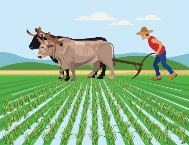 Farmer plowing paddy field with oxen Farmer plowing paddy field with pair oxen. Vector illustration yoke stock illustrations