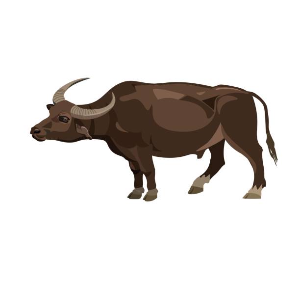 illustrazioni stock, clip art, cartoni animati e icone di tendenza di vettore di bufalo d'acqua - buffalo bayou