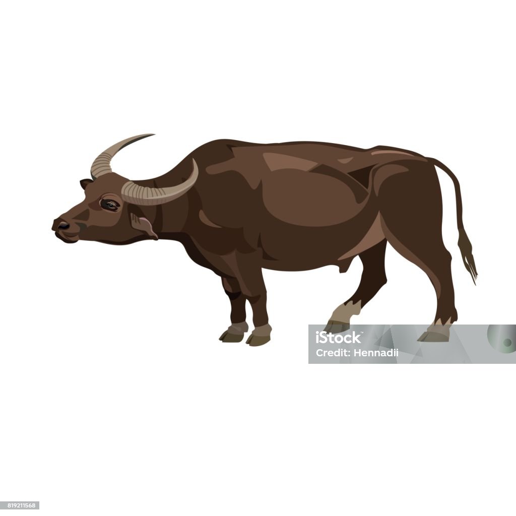 Water buffalo vector Water buffalo. Side view. Vector illustration on the white Domestic Water Buffalo stock vector