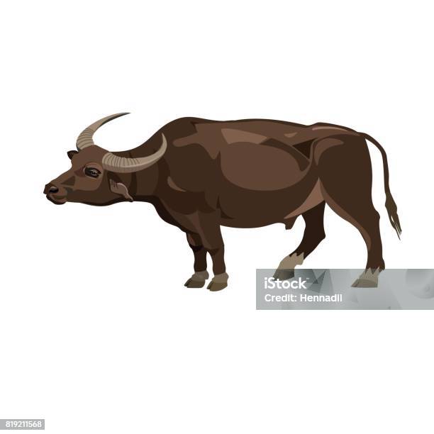 Water Buffalo Vector Stock Illustration - Download Image Now - Domestic Water Buffalo, African Buffalo, Vector