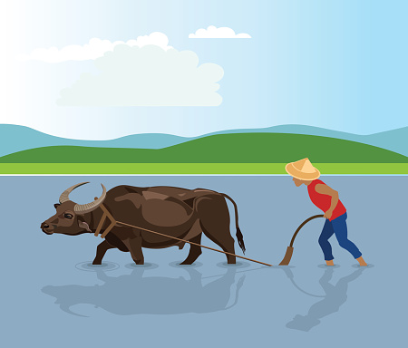 Water buffalo ploughing rice fields