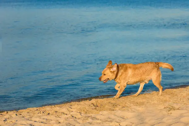 Photo of Labrador retriever on the beach