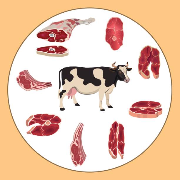 Cow And Beef Meat Stock Illustration - Download Image Now - Cow, Dead Animal,  Agriculture - iStock