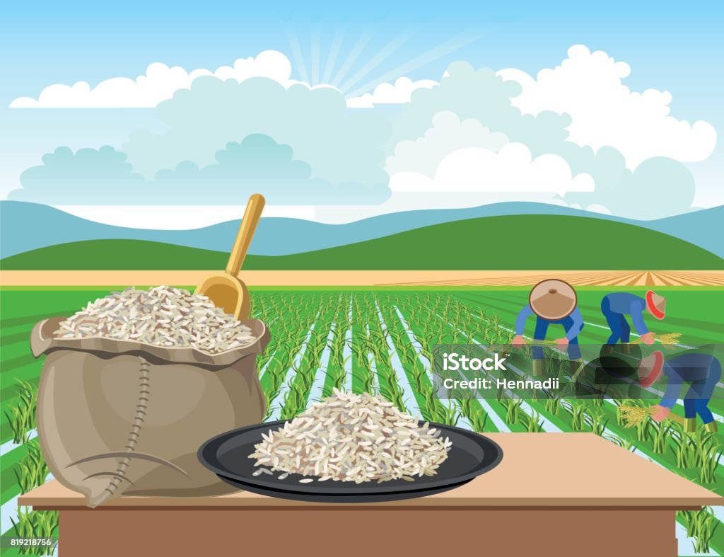 Rice On A Rice Field Background Stock Illustration - Download Image Now - Rice  Paddy, Farmer, Agriculture - iStock