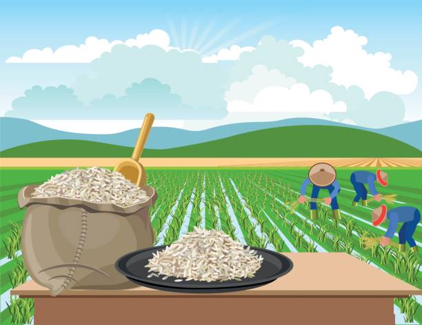 Rice on a rice field background Bag and a plate of rice on a rice field background rice paddy stock illustrations