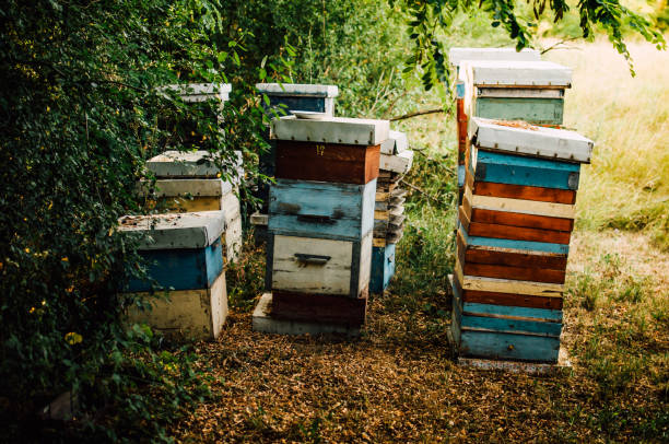 Afternoon tour of the apiary