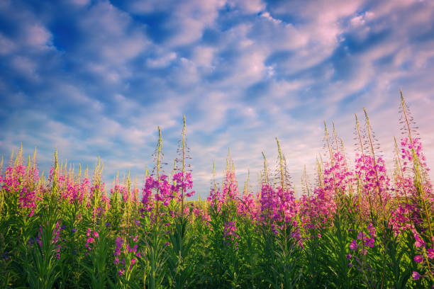 Beautiful landscape with pigweed over cloudy sky