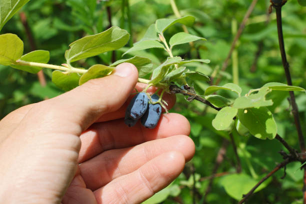 istock harvesting by hands of ripe honeysuckles 819245304